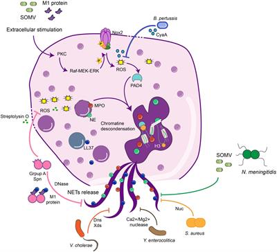 Frontiers | Role Of Extracellular Trap Release During Bacterial And ...